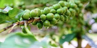 What is green coffee bean extract?